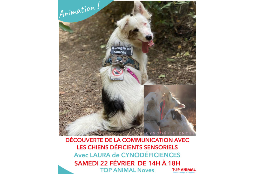 DECOUVERTE DE LA COMMUNICATION AVEC LES CHIENS DEFICIENTS SENSORIELS